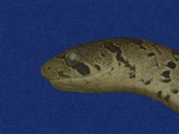 Taiwan Leopard Snake Collection Image, Figure 10, Total 10 Figures